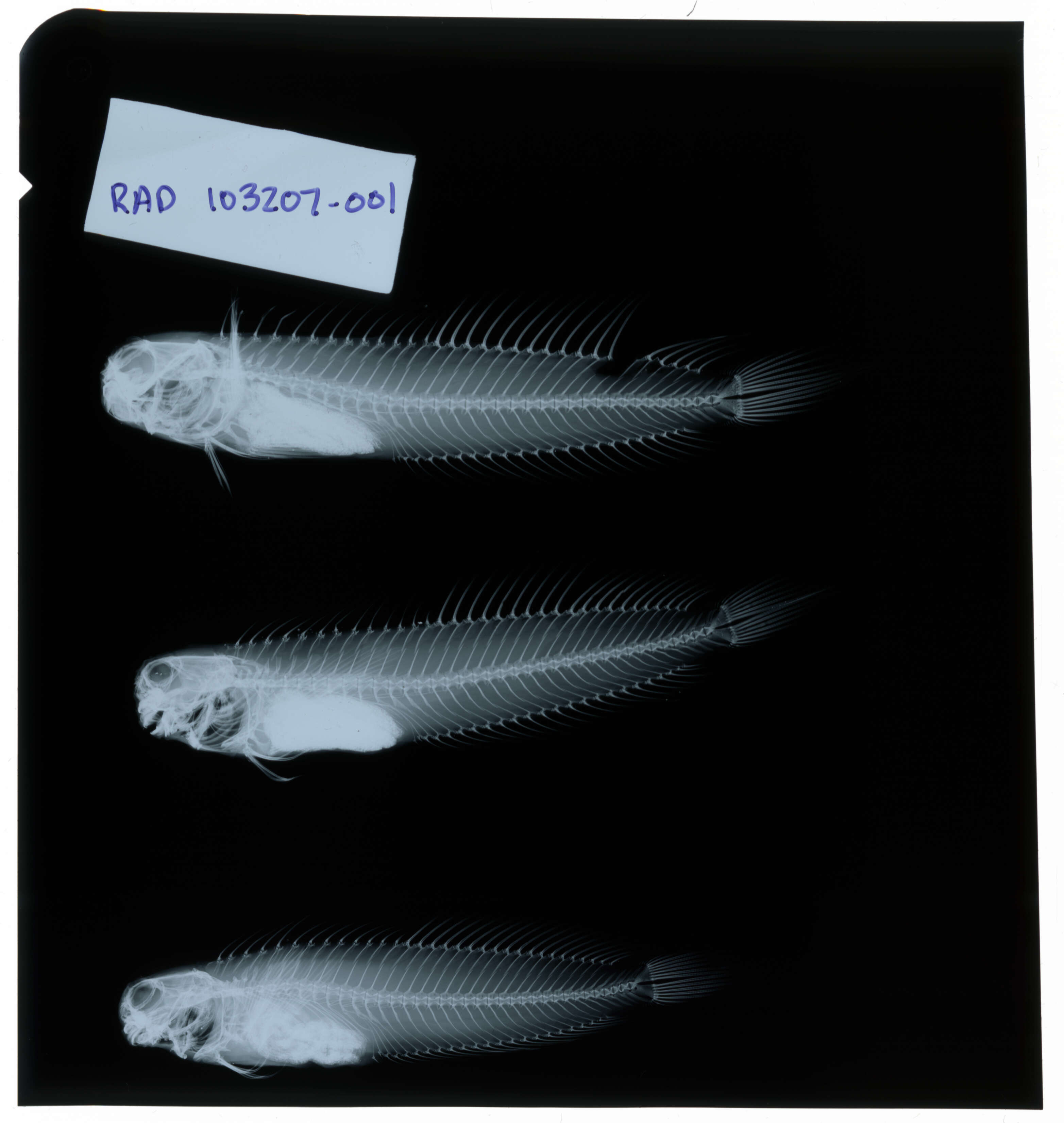 Image of Istiblennius edentulus (Forster & Schneider 1801)