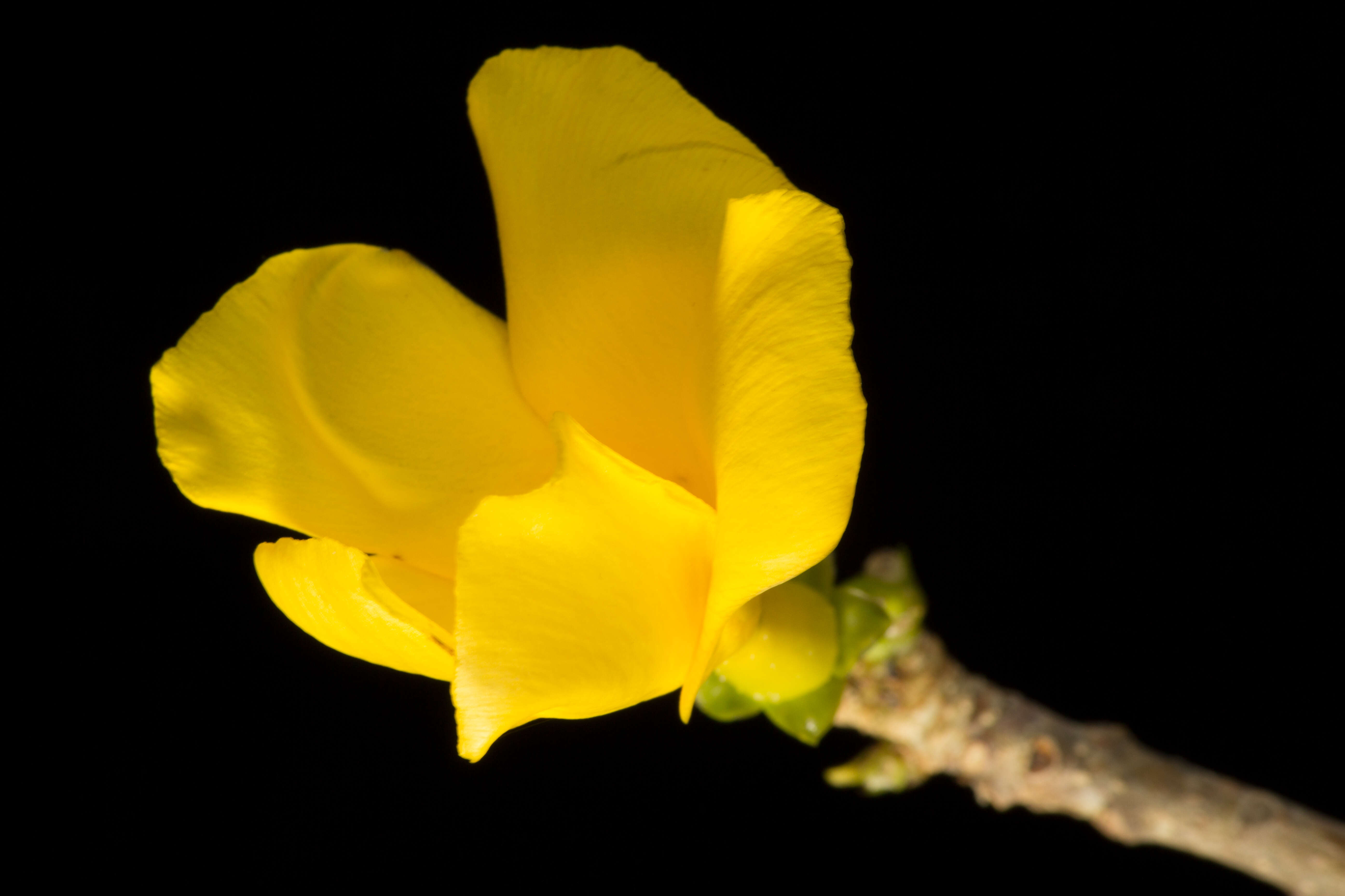 Image of Cascabela ovata (Cav.) H. Lippold