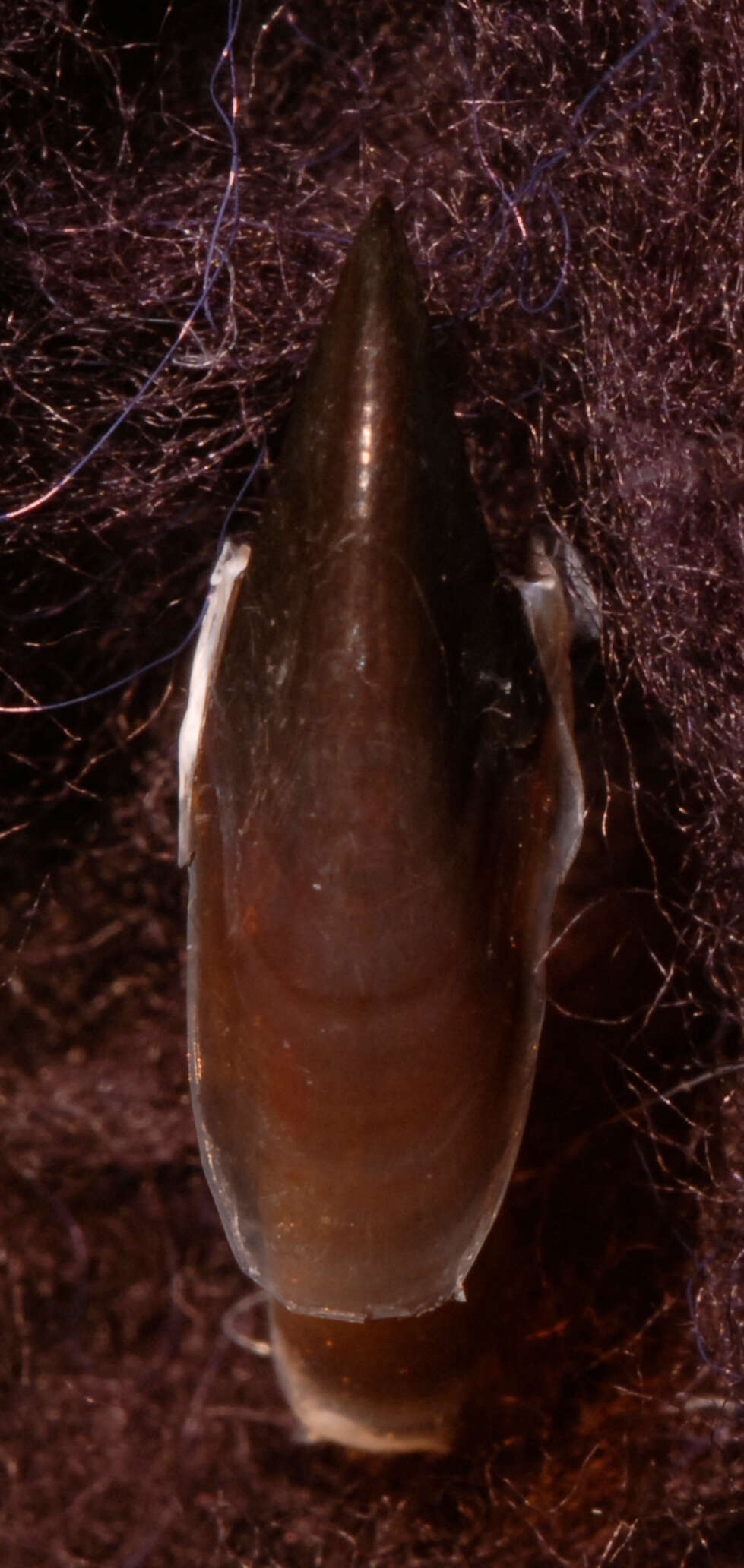 Image of Discoteuthis discus Young & Roper 1969