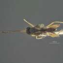 Image of Paraphylax fasciatipennis Ashmead 1904