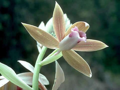 Image of <i>Phaius tankervilliae</i>