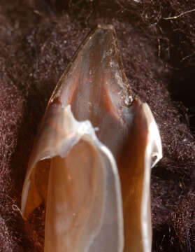 Image of arrow-finned squid