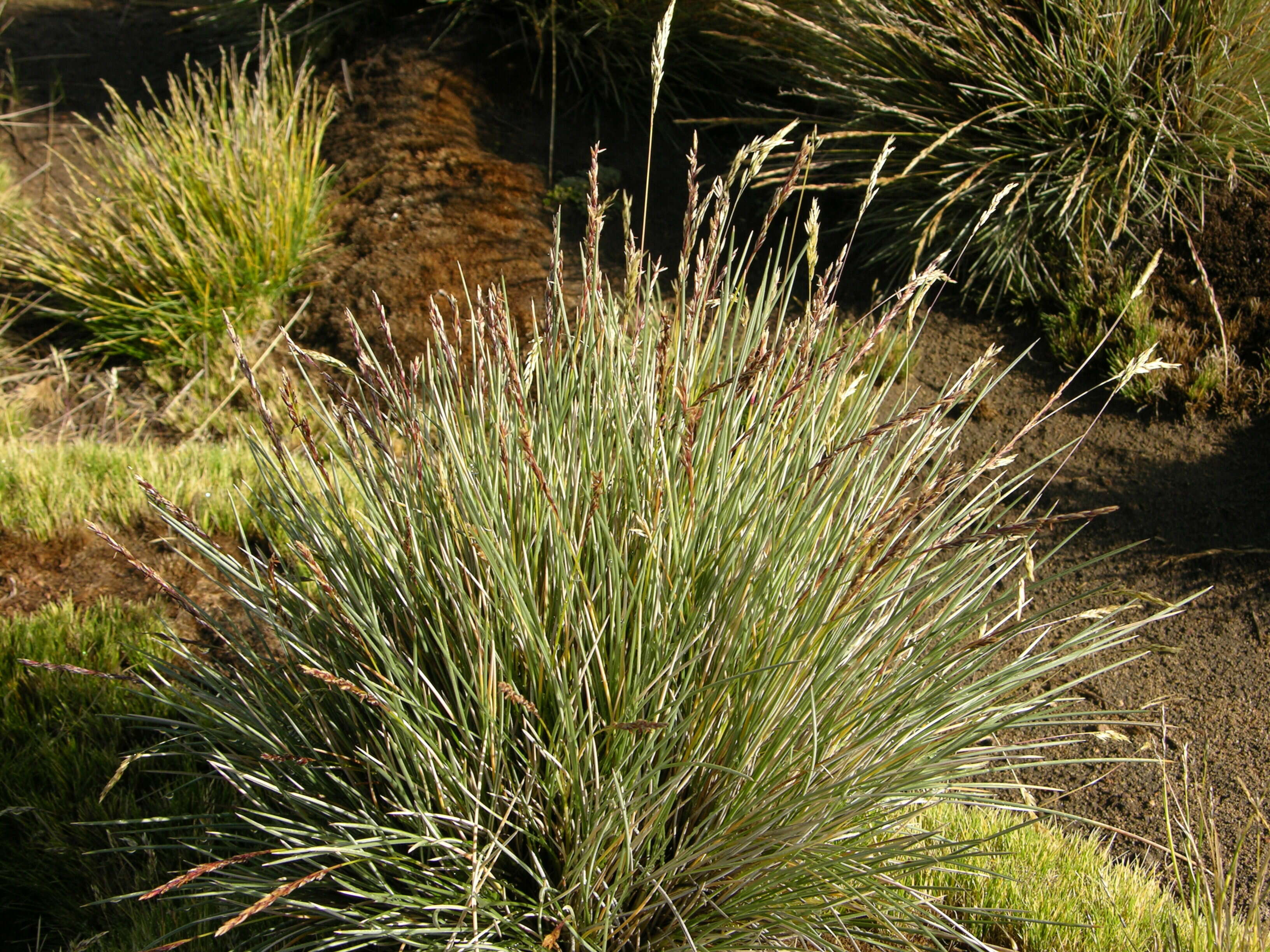 Image of Festuca Tourn. ex L.