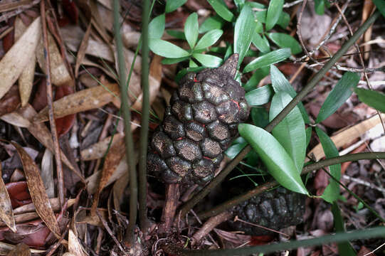 Image of Cycad