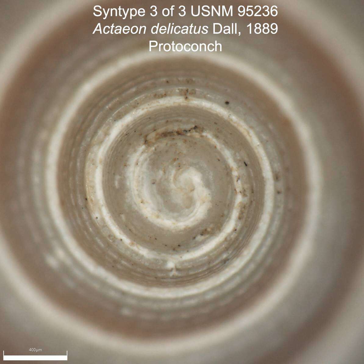 Image of Euthyneura