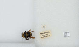 Image de Bombus medius Cresson 1864