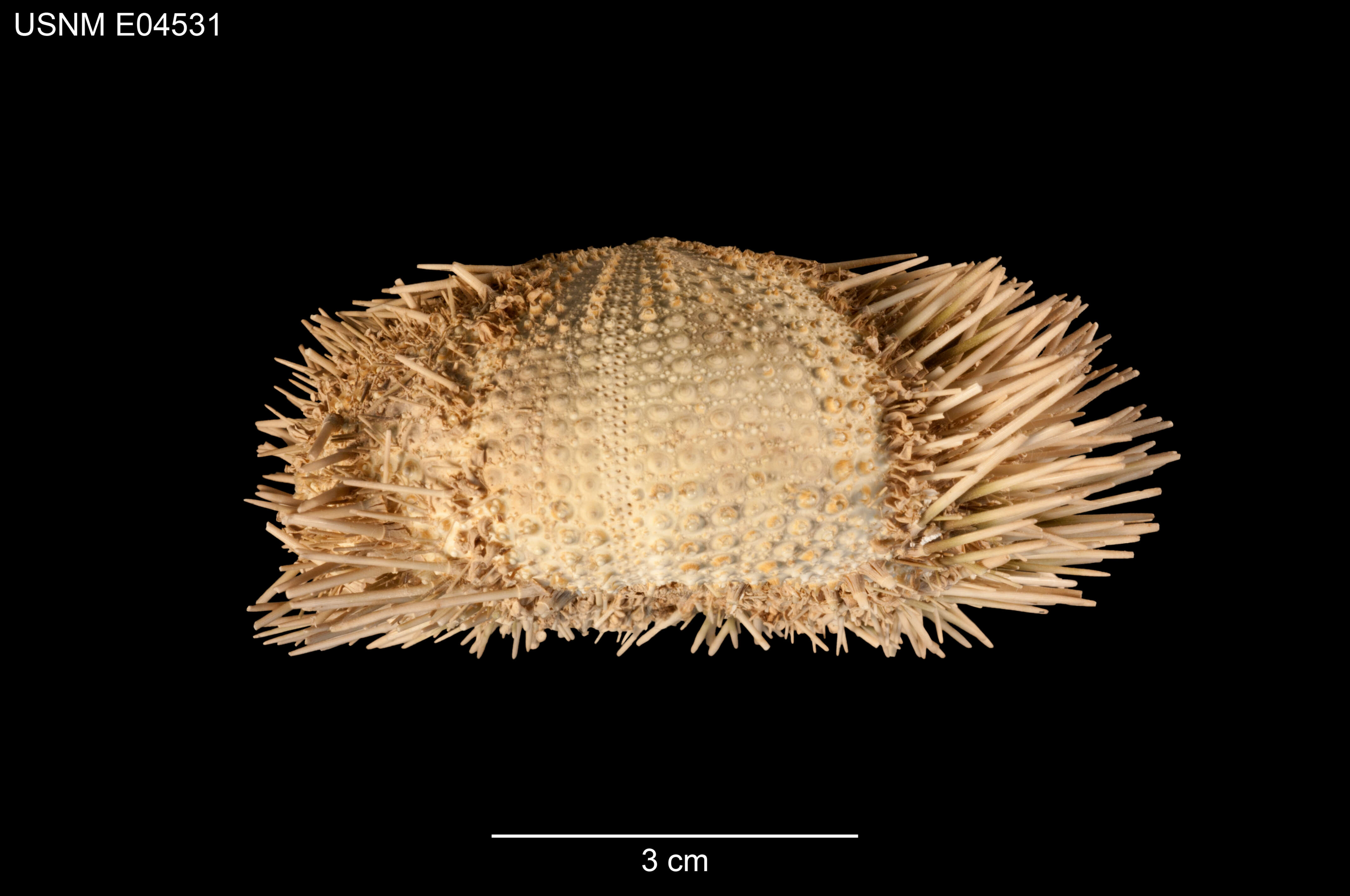 Image of Pseudoboletia occidentalis H. L. Clark 1921