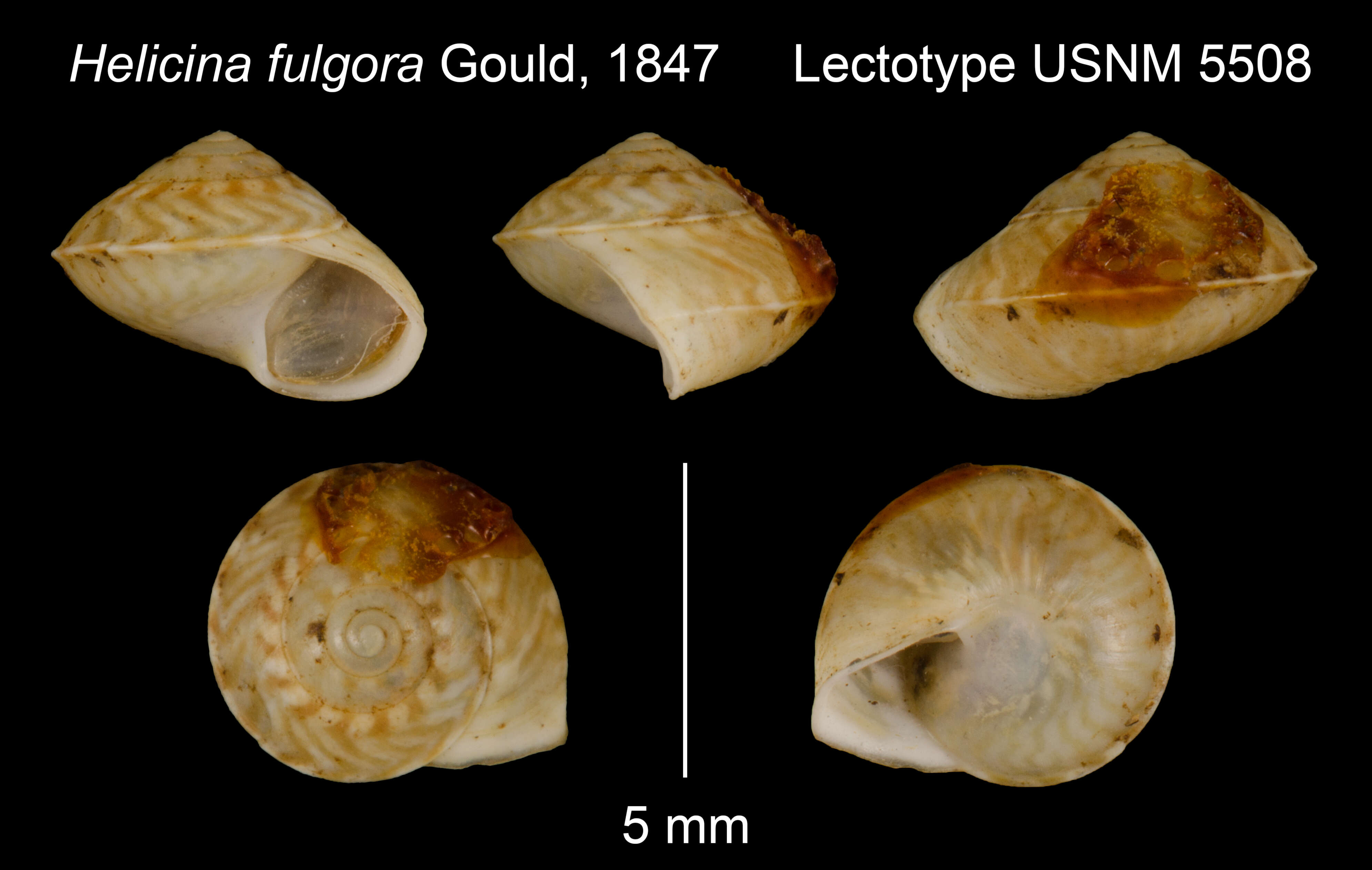 Image of Aphanoconia fulgora (Gould 1847)