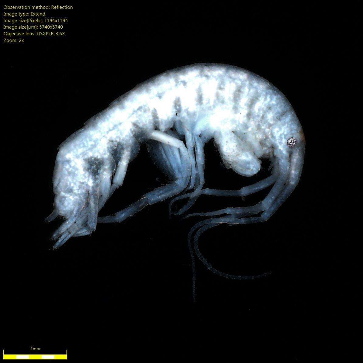 Image of Amphipoda