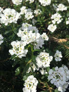 Image of evergreen candytuft