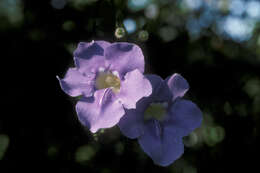 Image of Bengal clock vine