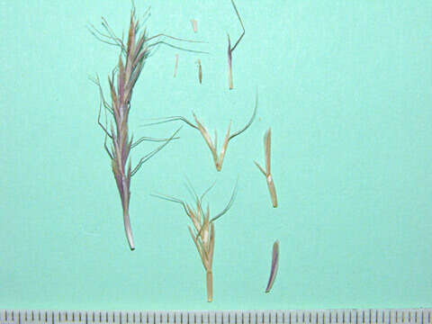 Image of French Oat-grass