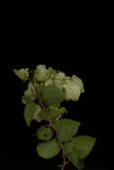 Image of great bougainvillea