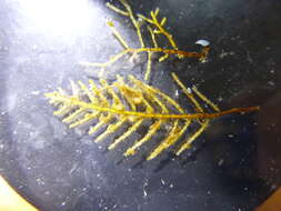Image of Medusozoa