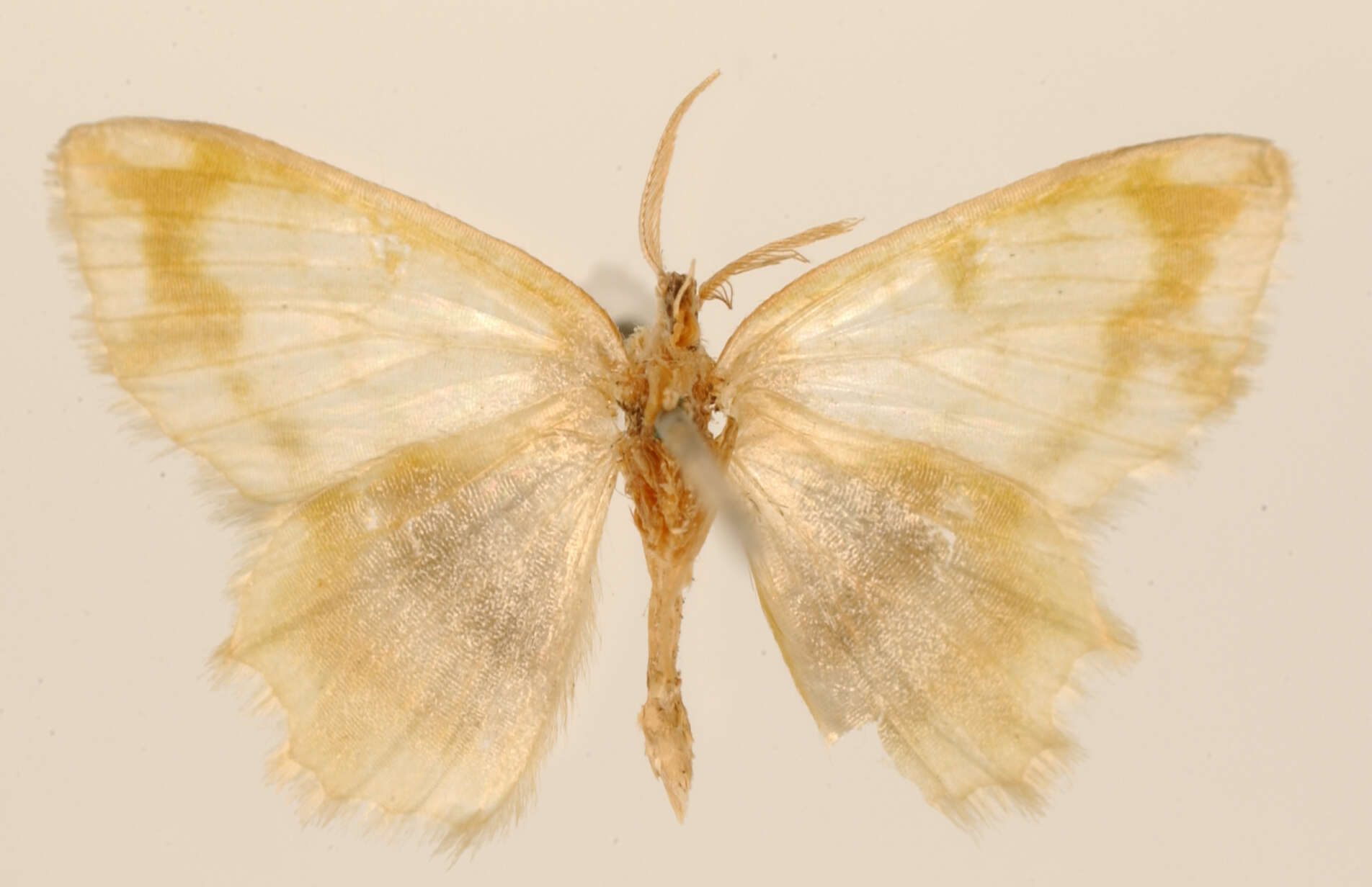 Image of Hypnochlora popayanaria Dognin 1901