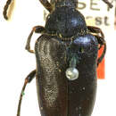 Image of Judolia gaurotoides (Casey 1893)