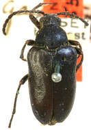 Image of Judolia gaurotoides (Casey 1893)