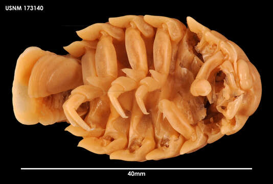 Image of Anuropus australis Schultz 1977