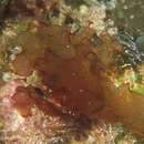 Image of Austrokallymenia rosea