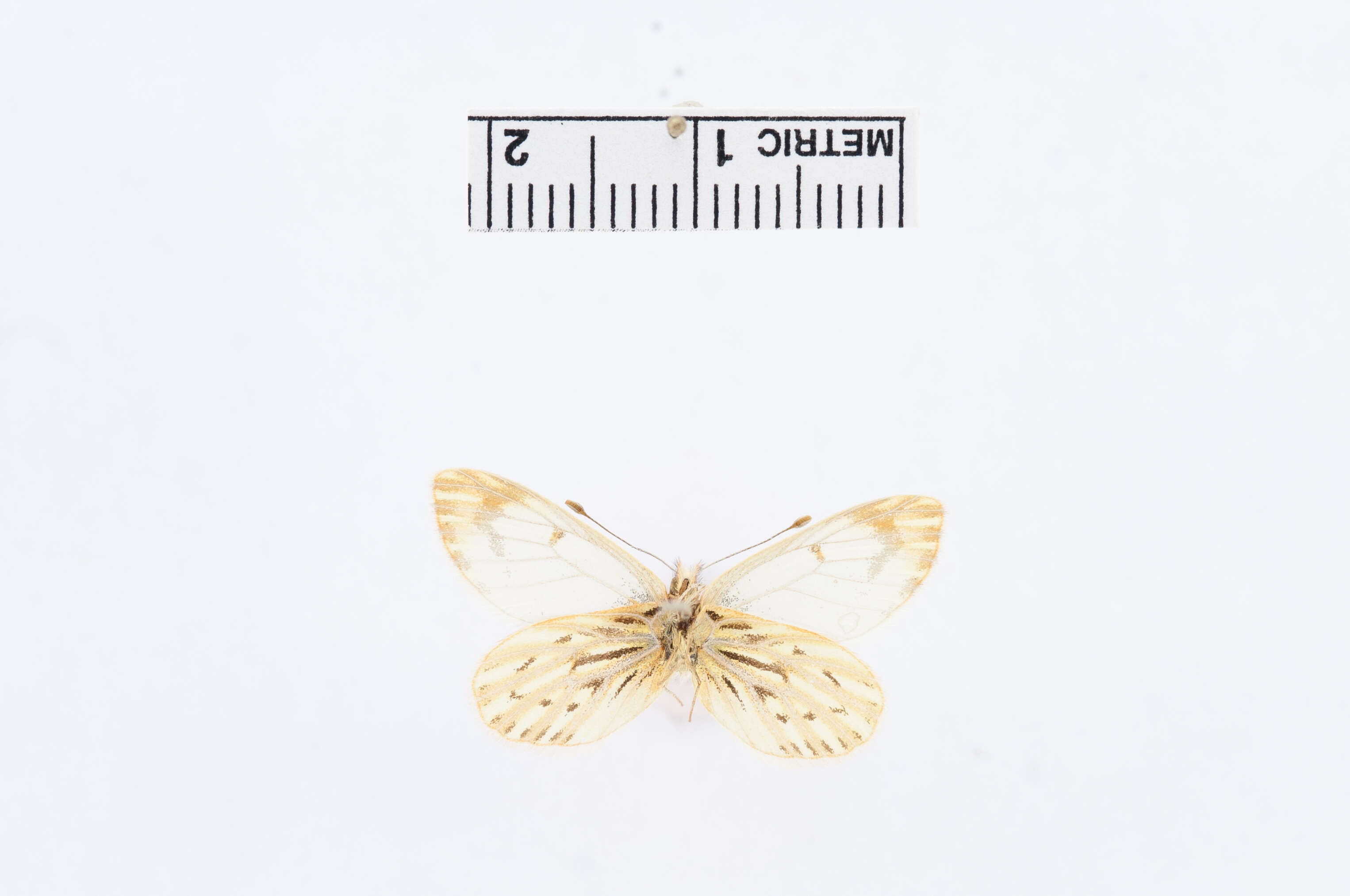 Image of Phulia paranympha Staudinger 1894