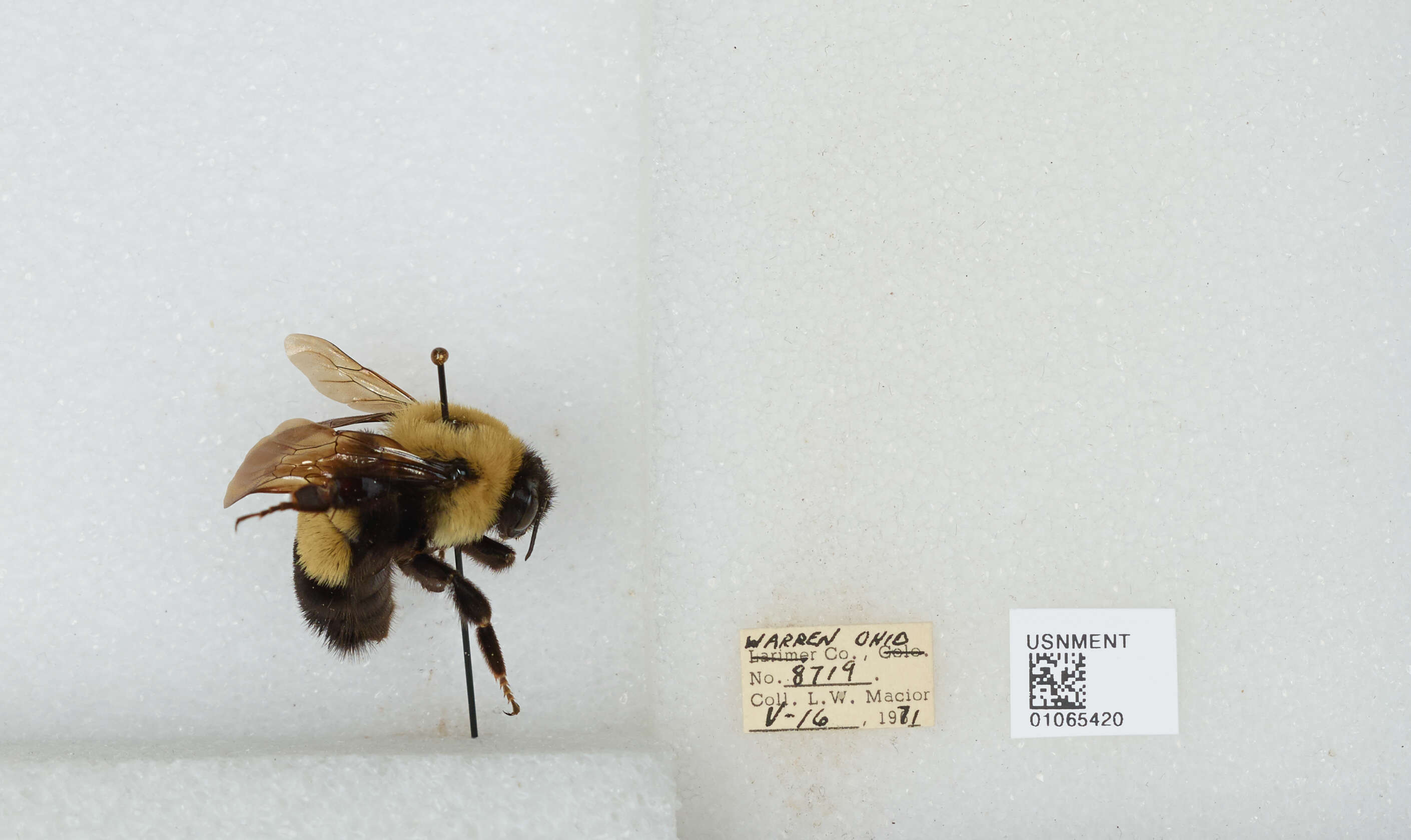 Слика од Bombus affinis Cresson 1864