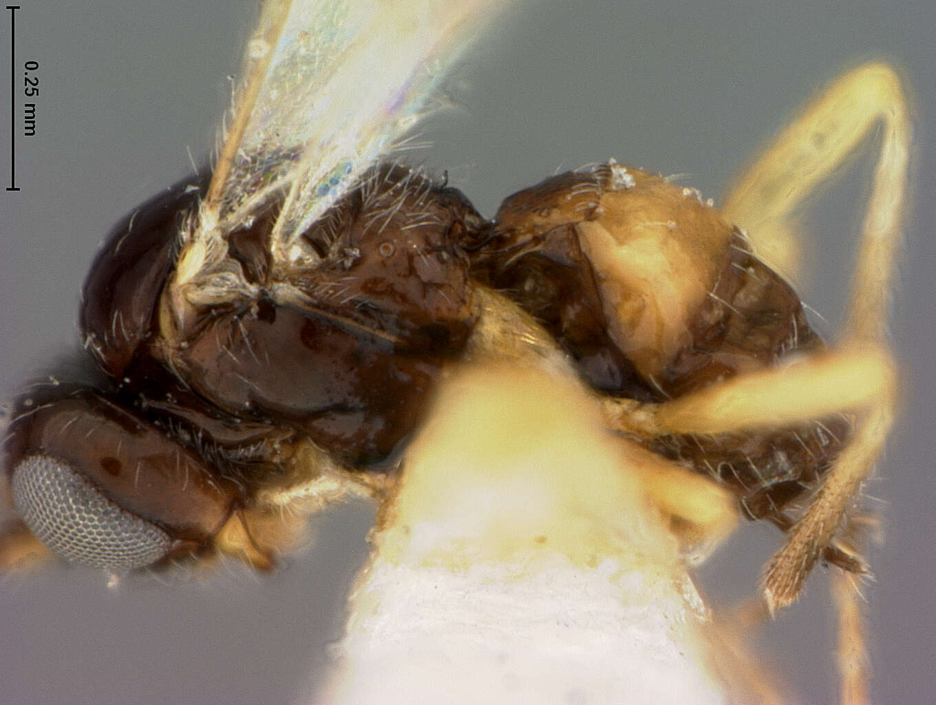 Image of Parasitoid wasp