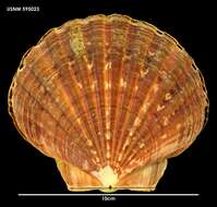 Imagem de Pecten benedictus Lamarck 1819