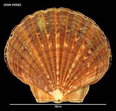 صورة Pecten benedictus Lamarck 1819