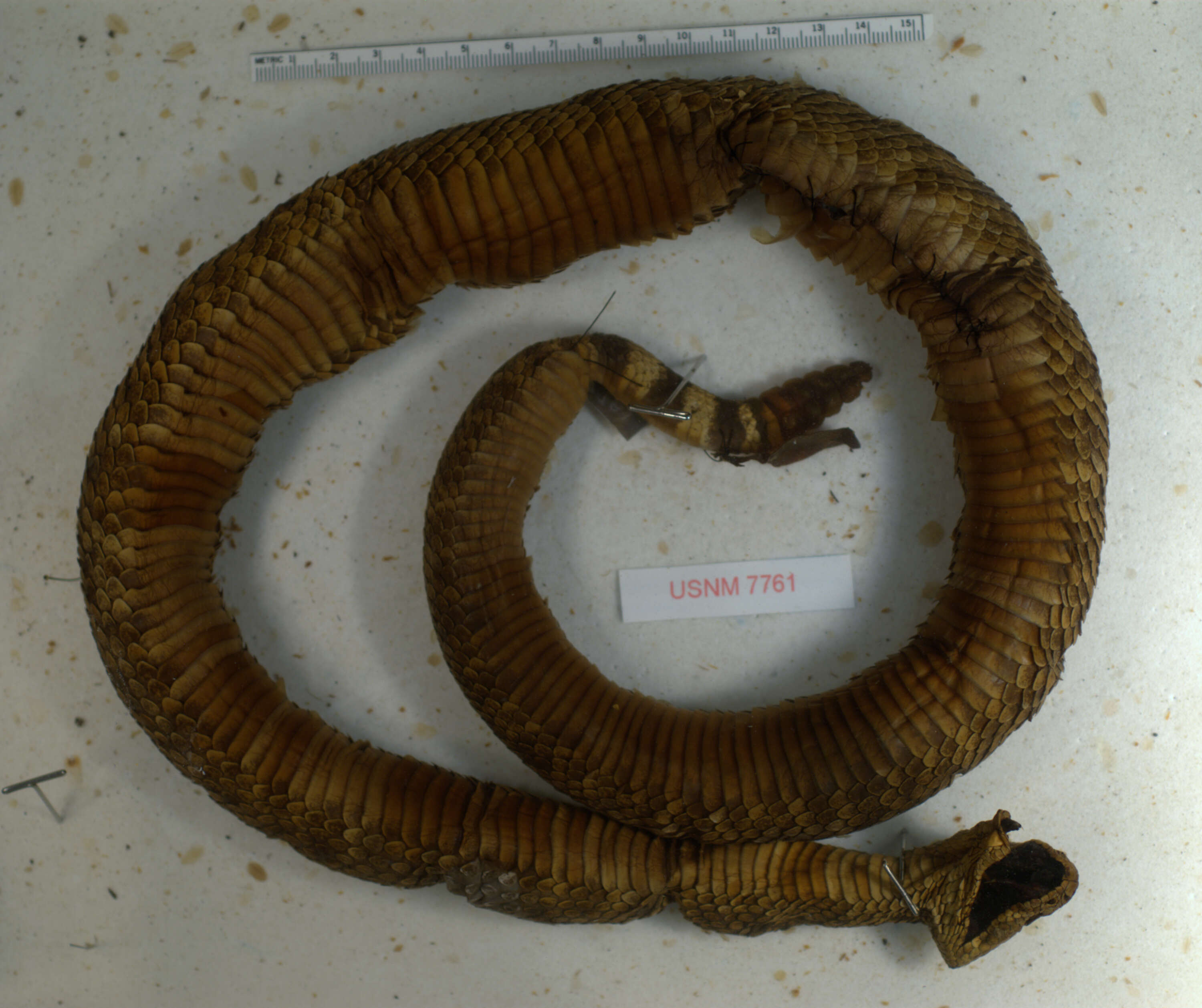 Image of Western Diamond-backed Rattlesnake