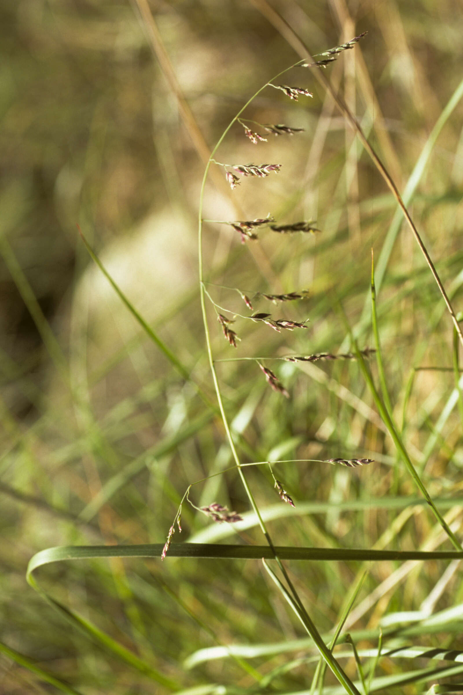 Image of Poa androgyna Hack.