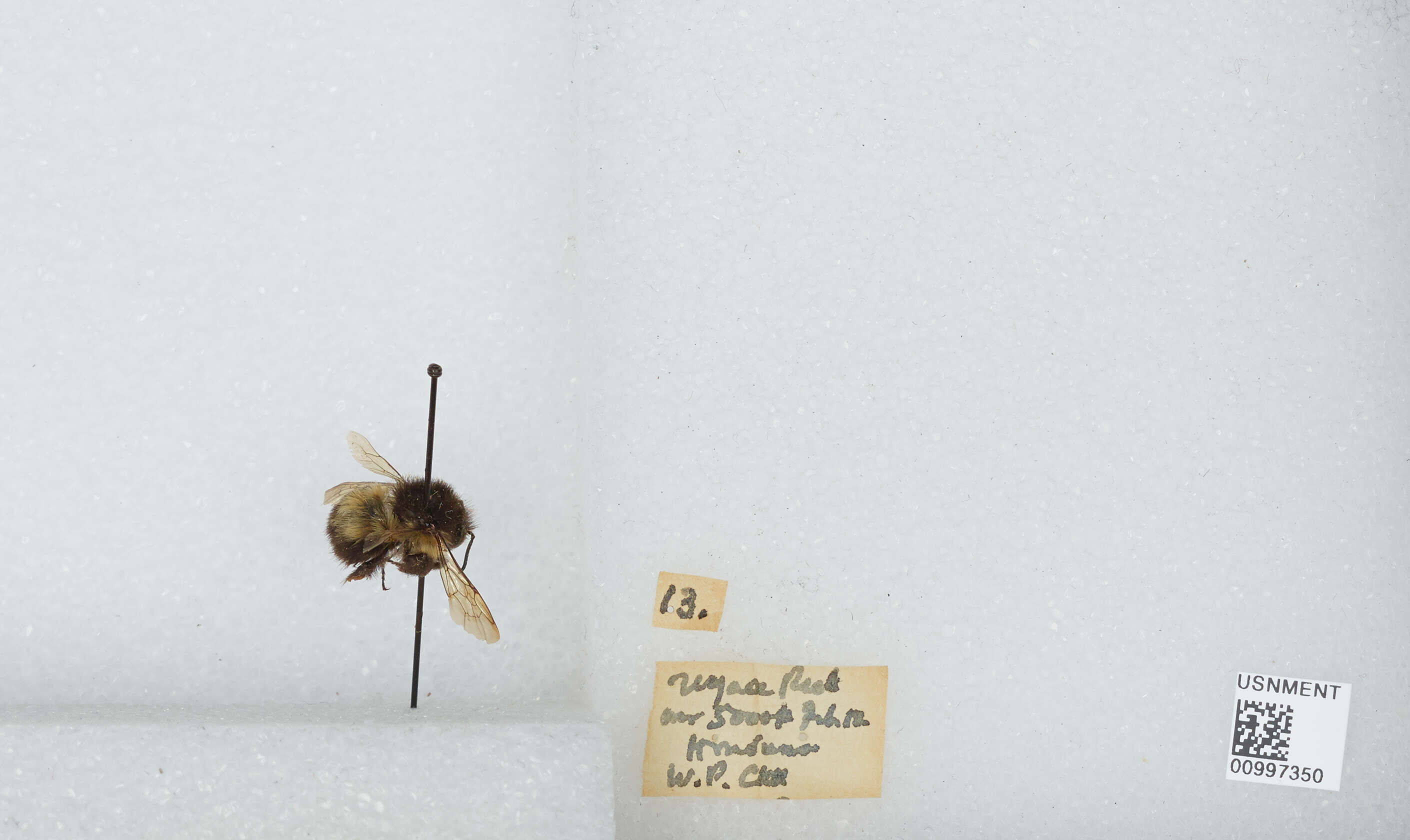 Bombus ephippiatus Say 1837 resmi