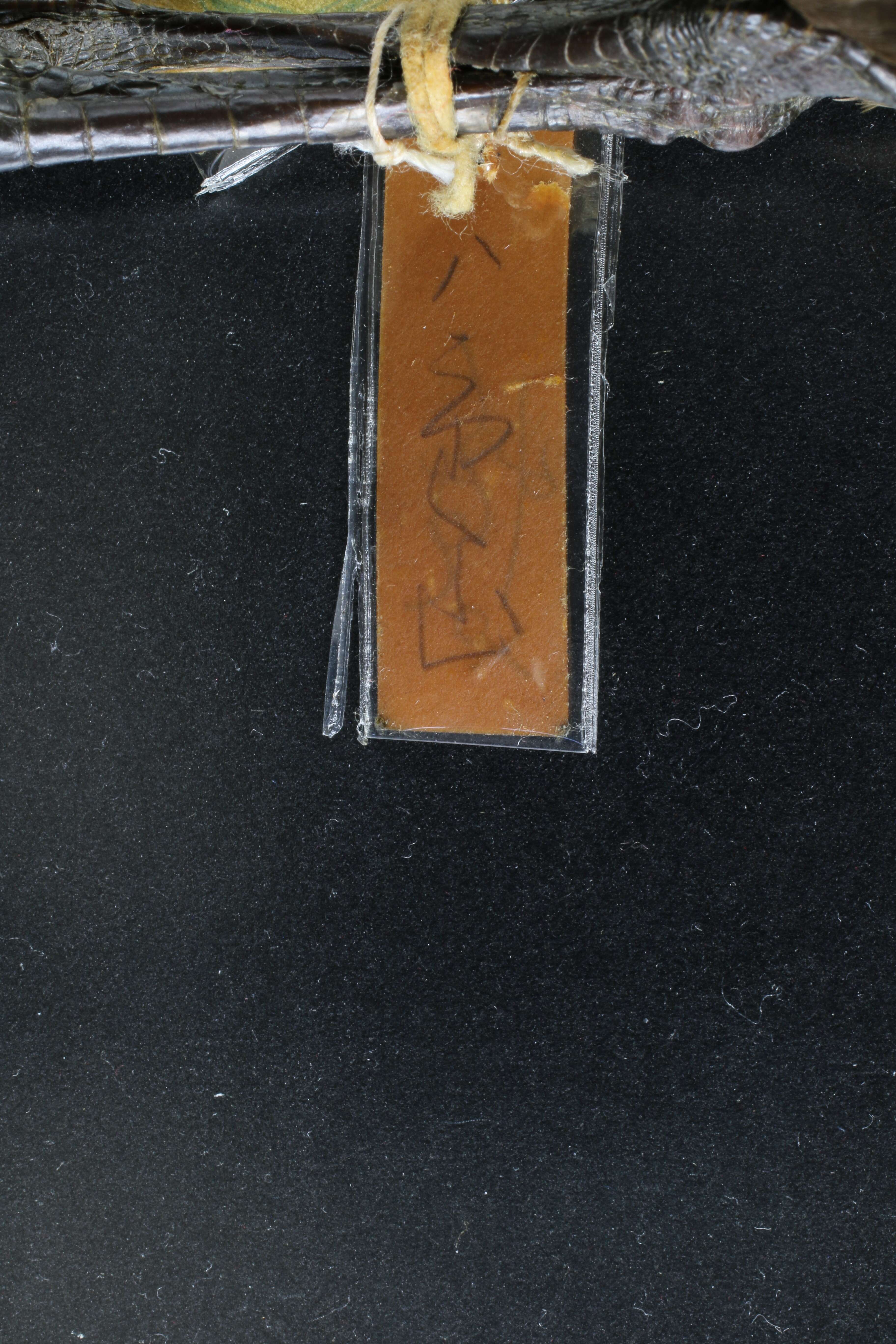 Rallina eurizonoides sepiaria (Stejneger 1887) resmi