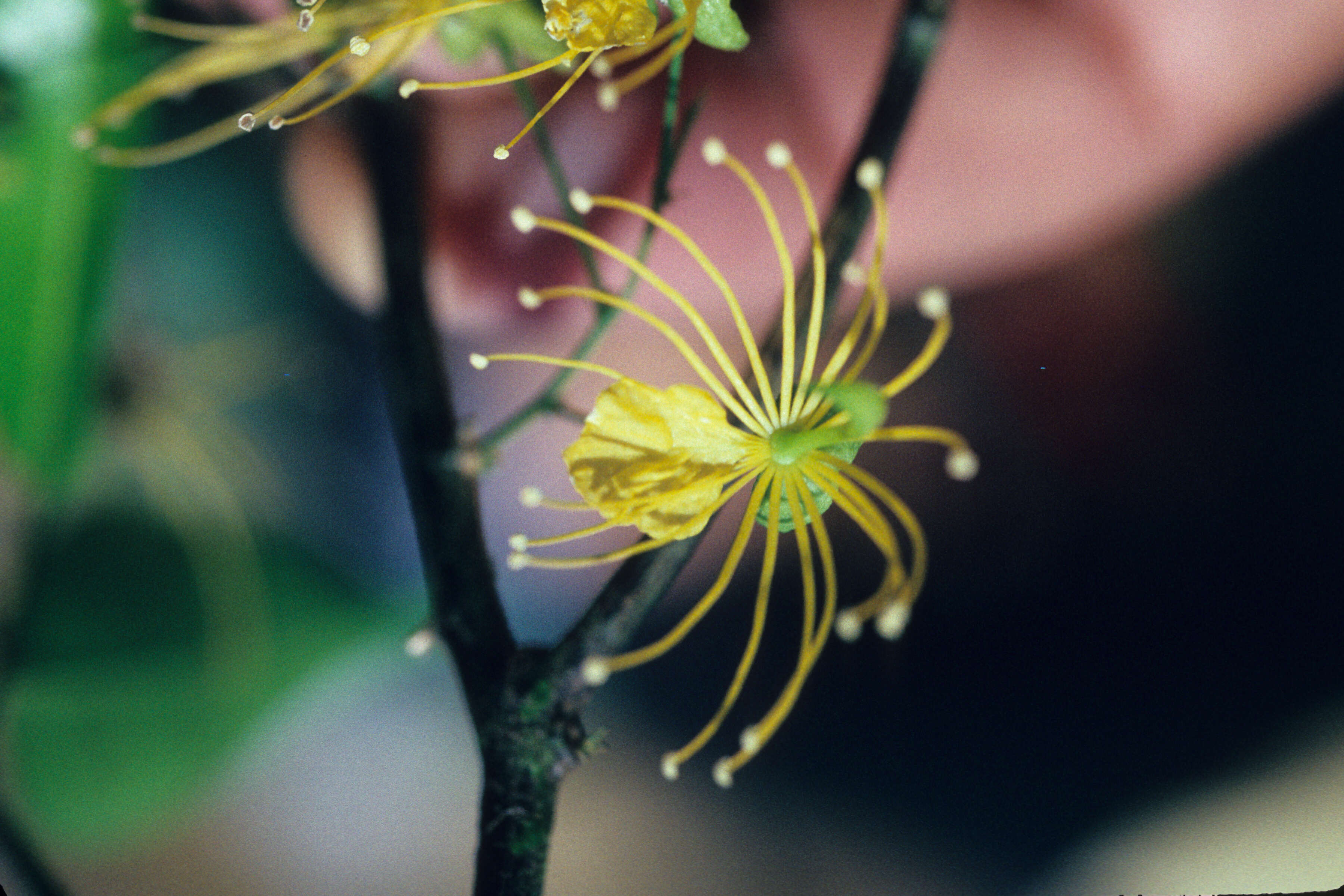 Image de Swartzia arborescens (Aubl.) Pittier