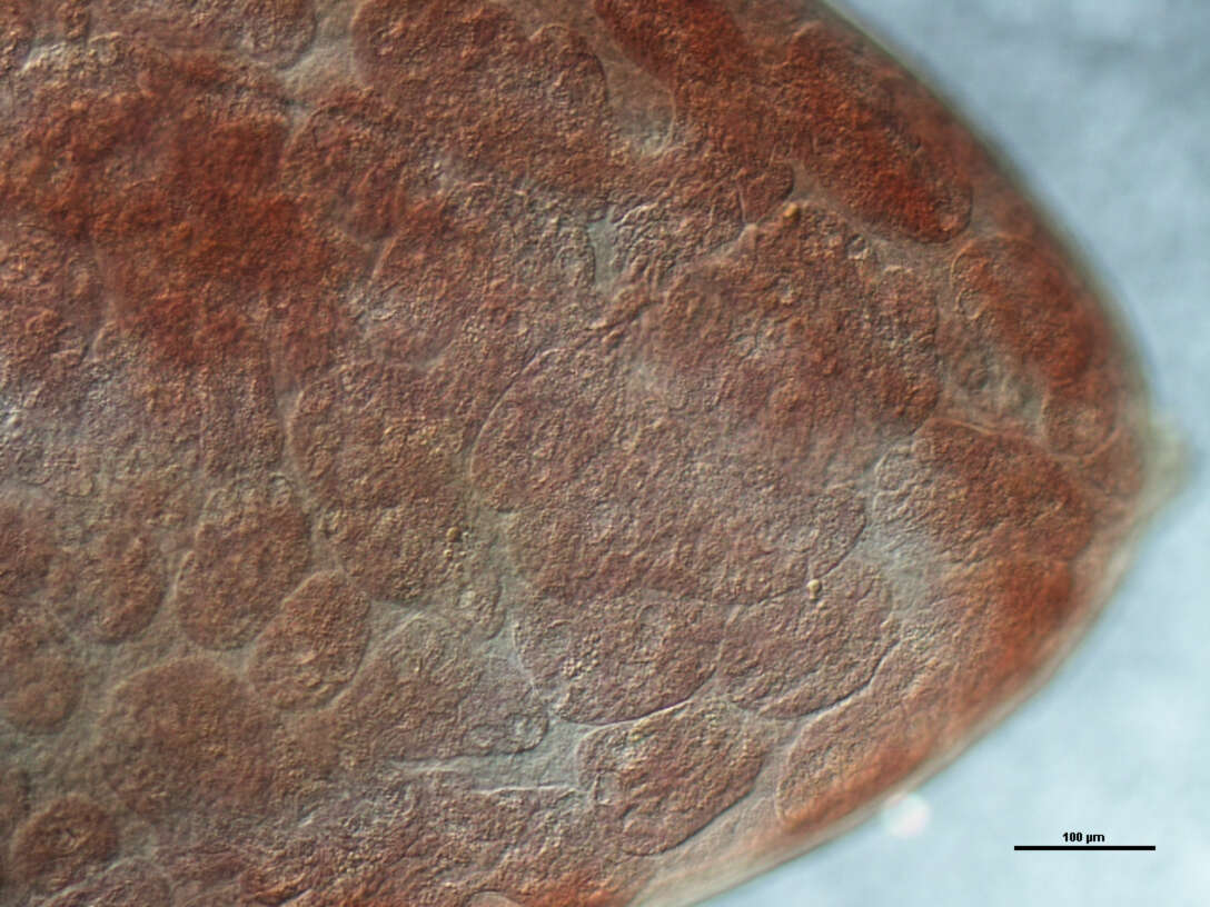 Image of Polylekithum ictaluri (Pearse 1924) Arnold 1934