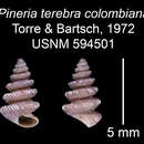 Imagem de Pineria terebra colombiana C. Torre & Bartsch 2008