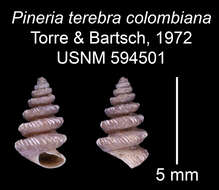 Imagem de Pineria terebra colombiana C. Torre & Bartsch 2008