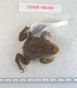 Image of Baxter's Toad