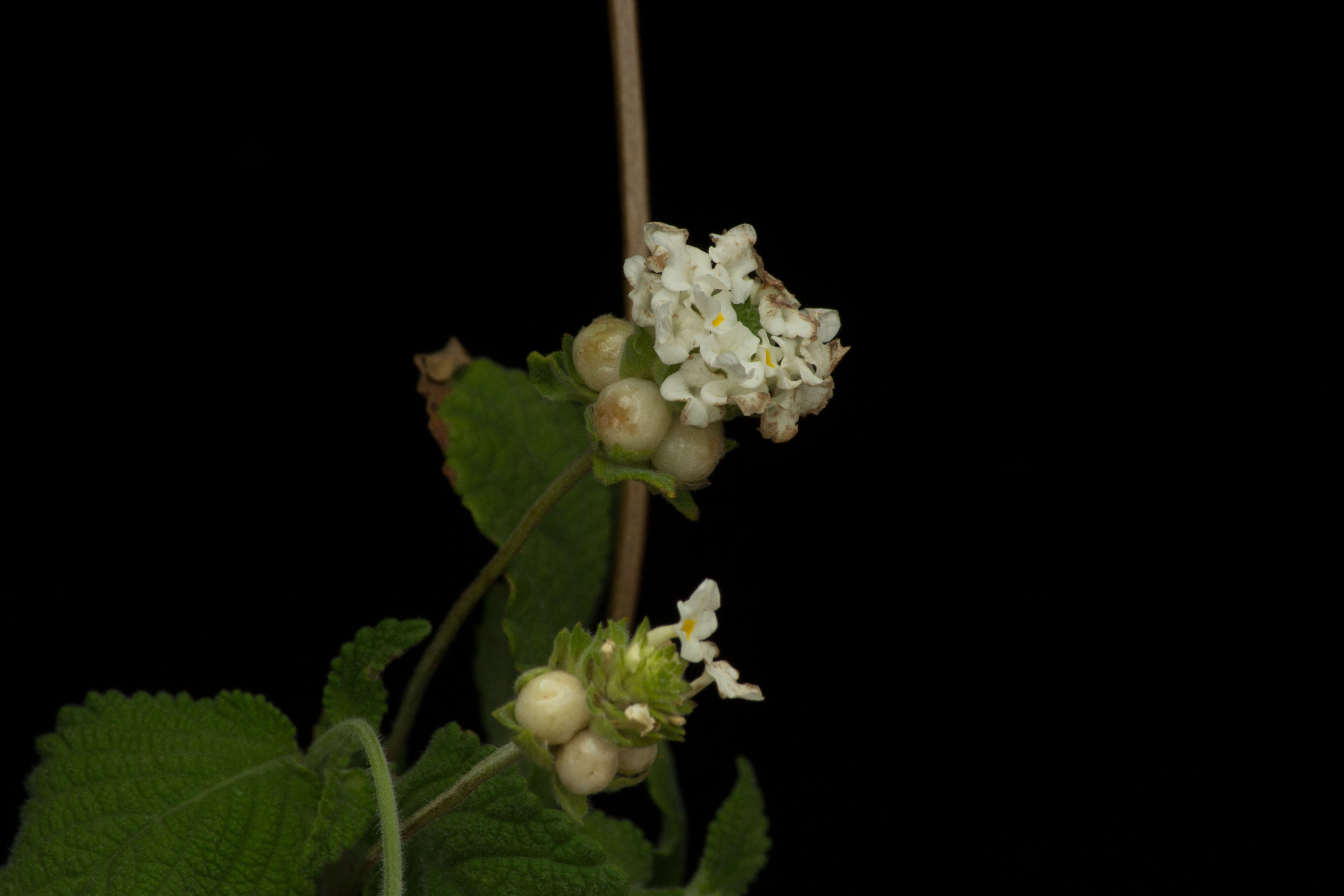 Image of Lantana hirta Graham