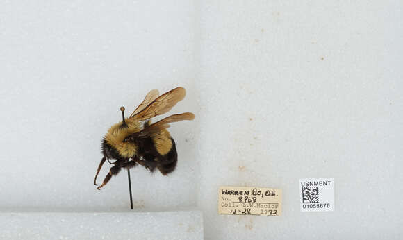 Слика од Bombus affinis Cresson 1864