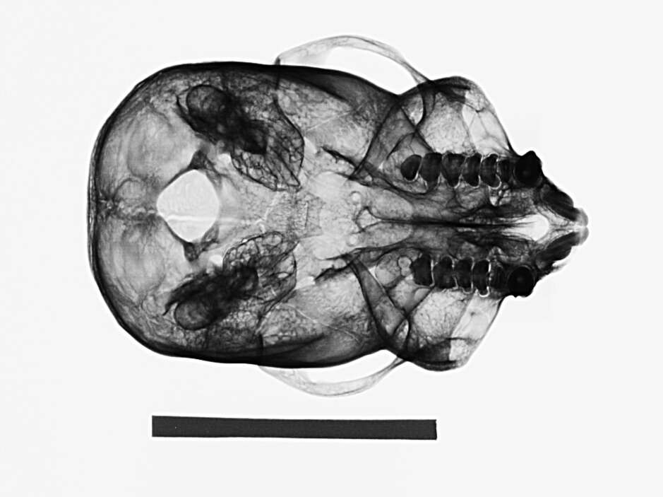 Image of White-faced Saki