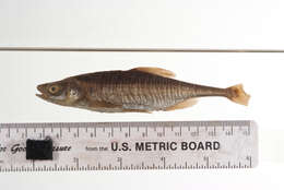 Image of Bonytail Chub