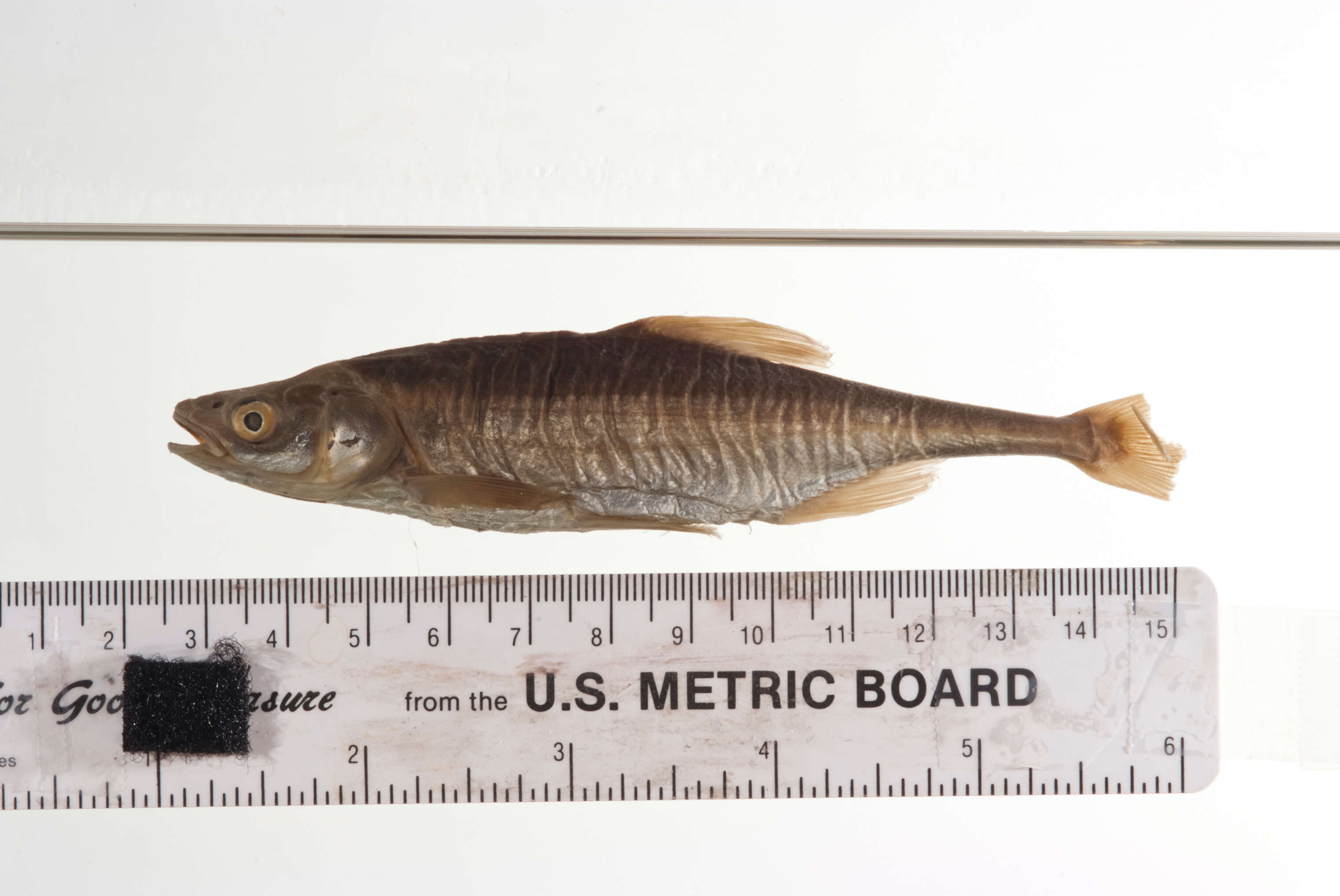 Image of Bonytail Chub