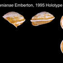 Image of Ampelita ambanianae Emberton 1999
