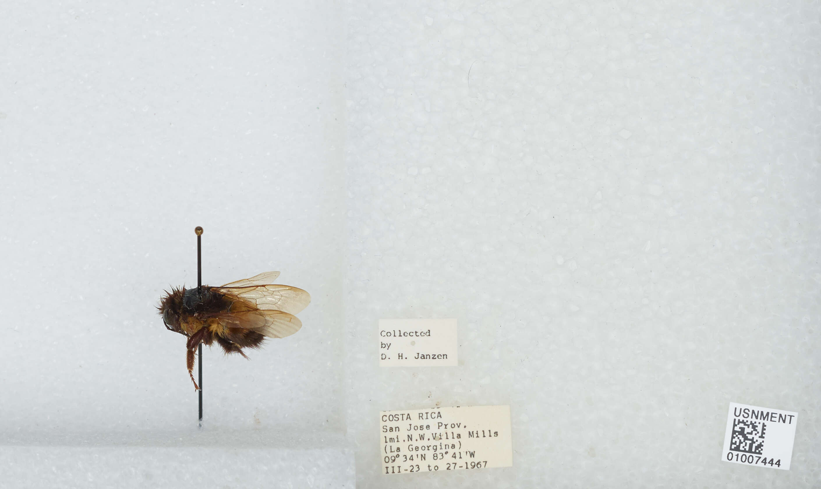 Bombus ephippiatus Say 1837 resmi