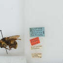 صورة Bombus securus (Frison 1935)