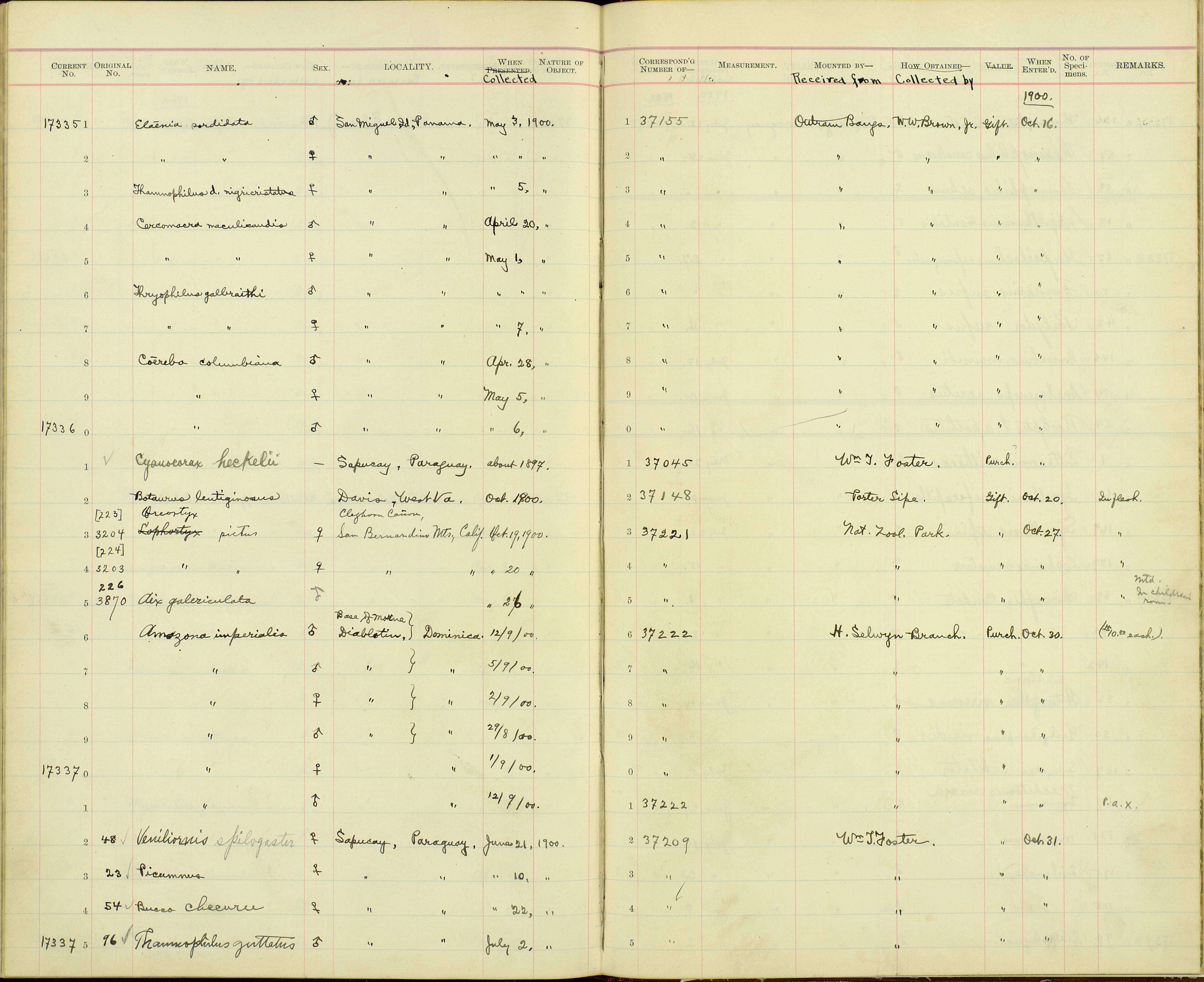 صورة Coereba flaveola cerinoclunis Bangs 1901