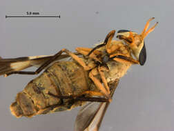 Image of Dichelacera caloptera Hine 1920