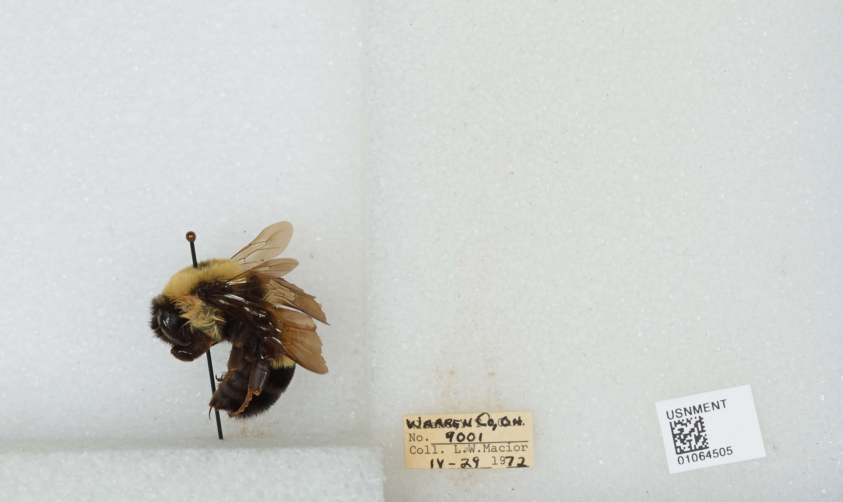 Слика од Bombus affinis Cresson 1864