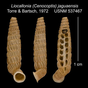 Sivun Liocallonia jaguaensis C. Torre & Bartsch 1972 kuva