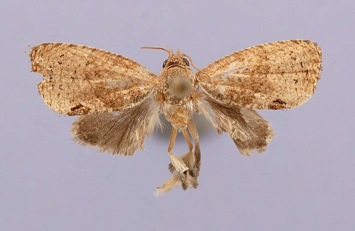 Image of Cryptophlebia amblyopa Clarke 1976